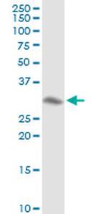 ANXA4 Antibody in Western Blot (WB)