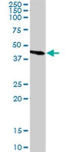 ANXA5 Antibody in Western Blot (WB)