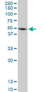 ANXA7 Antibody in Western Blot (WB)