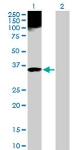 APOF Antibody in Western Blot (WB)