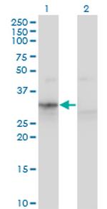 APOF Antibody in Western Blot (WB)