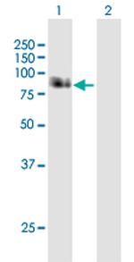 APBB1 Antibody in Western Blot (WB)