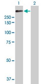 APC Antibody in Western Blot (WB)