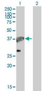 APEX1 Antibody in Western Blot (WB)