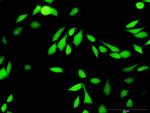 BIRC4 Antibody in Immunocytochemistry (ICC/IF)