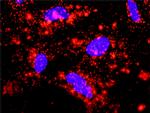 BIRC4 Antibody in Proximity Ligation Assay (PLA) (PLA)