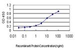 BIRC4 Antibody in ELISA (ELISA)