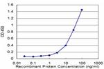 APP Antibody in ELISA (ELISA)