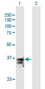 FASLG Antibody in Western Blot (WB)