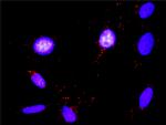 FASLG Antibody in Proximity Ligation Assay (PLA) (PLA)