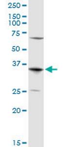 AQP7 Antibody in Western Blot (WB)