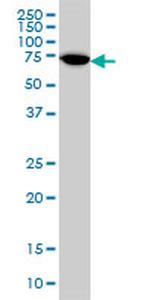 ARAF Antibody in Western Blot (WB)