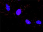 ARAF Antibody in Proximity Ligation Assay (PLA) (PLA)