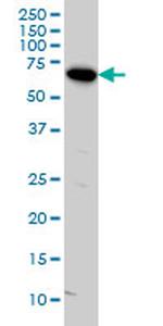 ARAF Antibody in Western Blot (WB)