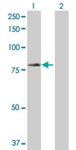 TRIM23 Antibody in Western Blot (WB)