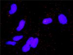 AREG Antibody in Proximity Ligation Assay (PLA) (PLA)