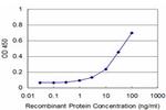 RHOA Antibody in ELISA (ELISA)