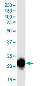 RHOA Antibody in Western Blot (WB)