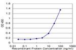 RHOG Antibody in ELISA (ELISA)