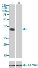 PHOX2A Antibody in Western Blot (WB)