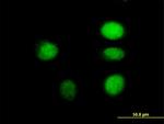 ARNT Antibody in Immunocytochemistry (ICC/IF)