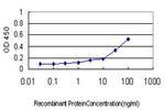 ASNS Antibody in ELISA (ELISA)