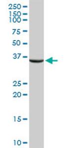 ASPA Antibody in Western Blot (WB)