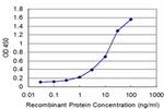 ATF4 Antibody in ELISA (ELISA)