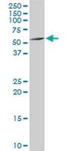 ATP6AP1 Antibody in Western Blot (WB)