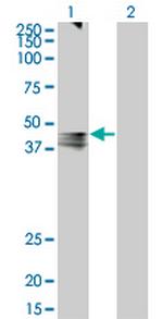 AVPR1A Antibody in Western Blot (WB)