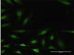 BCL2L1 Antibody in Immunocytochemistry (ICC/IF)