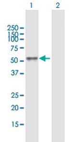 BCL3 Antibody in Western Blot (WB)