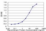 BCR Antibody in ELISA (ELISA)