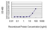 BGN Antibody in ELISA (ELISA)