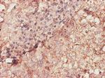 BGN Antibody in Immunohistochemistry (Paraffin) (IHC (P))