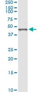 BGN Antibody in Immunoprecipitation (IP)