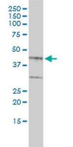 BGN Antibody in Western Blot (WB)