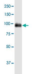 CEACAM1 Antibody in Western Blot (WB)