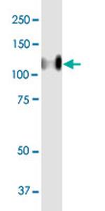 CEACAM1 Antibody in Western Blot (WB)