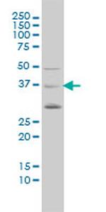 PCGF4 Antibody in Western Blot (WB)