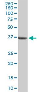 BMP2 Antibody in Western Blot (WB)