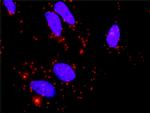 BMP2 Antibody in Proximity Ligation Assay (PLA) (PLA)