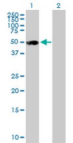 BMP7 Antibody in Western Blot (WB)