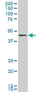 BMP7 Antibody in Western Blot (WB)