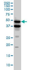 BMP7 Antibody in Western Blot (WB)