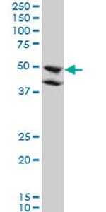 BMP7 Antibody in Western Blot (WB)