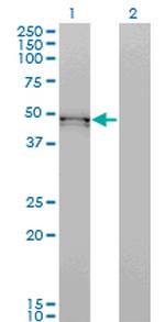 BMP7 Antibody in Western Blot (WB)