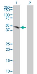 BMP7 Antibody in Western Blot (WB)