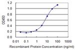 BRAF Antibody in ELISA (ELISA)