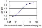 BRCA2 Antibody in ELISA (ELISA)